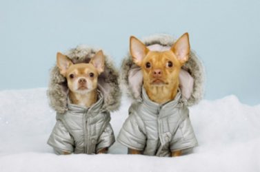 10 Tips to Help Your Pet Weather the Cold This Winter