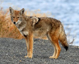 What to Do if You Spot a Coyote in Your Neighborhood