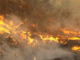 Stop Calling 911. It’s the Forest Fire You’re Smelling.