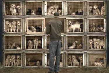 LA Bans Pet Stores from Selling Bred Cats, Dogs, and Rabbits
