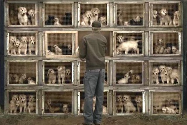 LA Bans Pet Stores from Selling Bred Cats, Dogs, and Rabbits