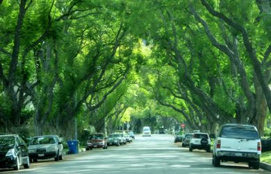 A Plan to Manage LA’s Urban Forest