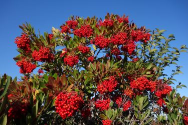 Public Hearing: Protected Tree Code Amendment