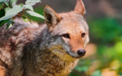 Coyotes Pestering Valley Glen