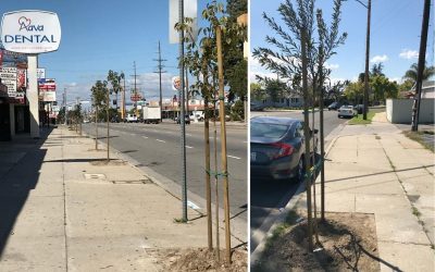 New Trees On Victory