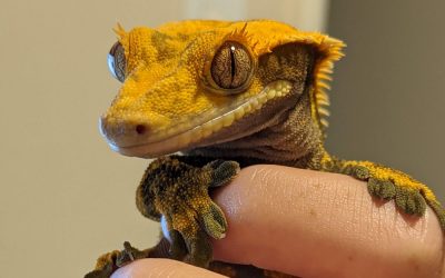 Celebrate Valley Glen Pets