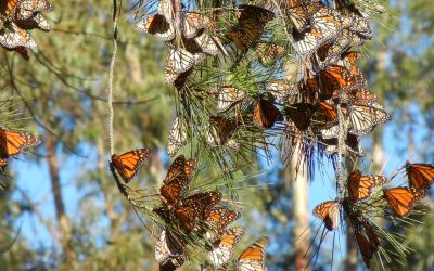 Butterflies in Valley Glen