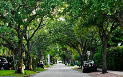 What is Your Vision for Our Urban Forest?
