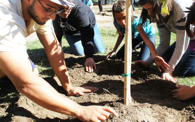 City Trees Save Lives