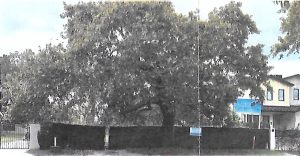 6107 rhodes tree